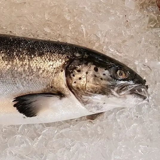 Fresh Whole Salmon