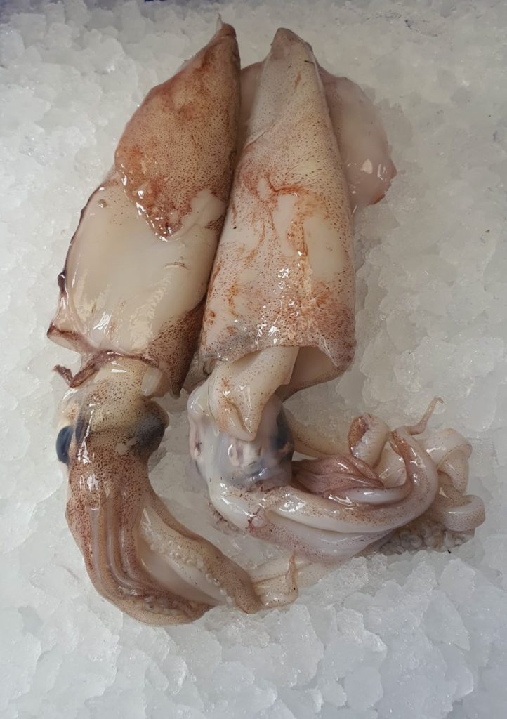 Fresh Squid