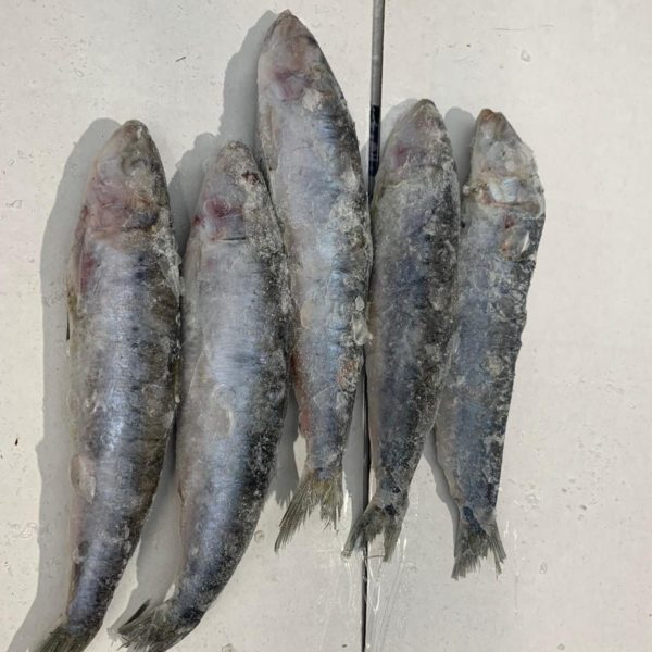 Cornish Frozen Sardines