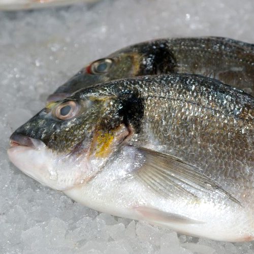 Fresh Whole Sea Bream Why you should try sea bream