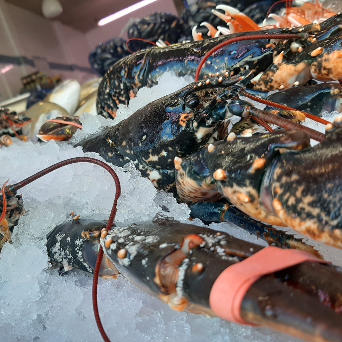 Fresh Lobster Glasgow