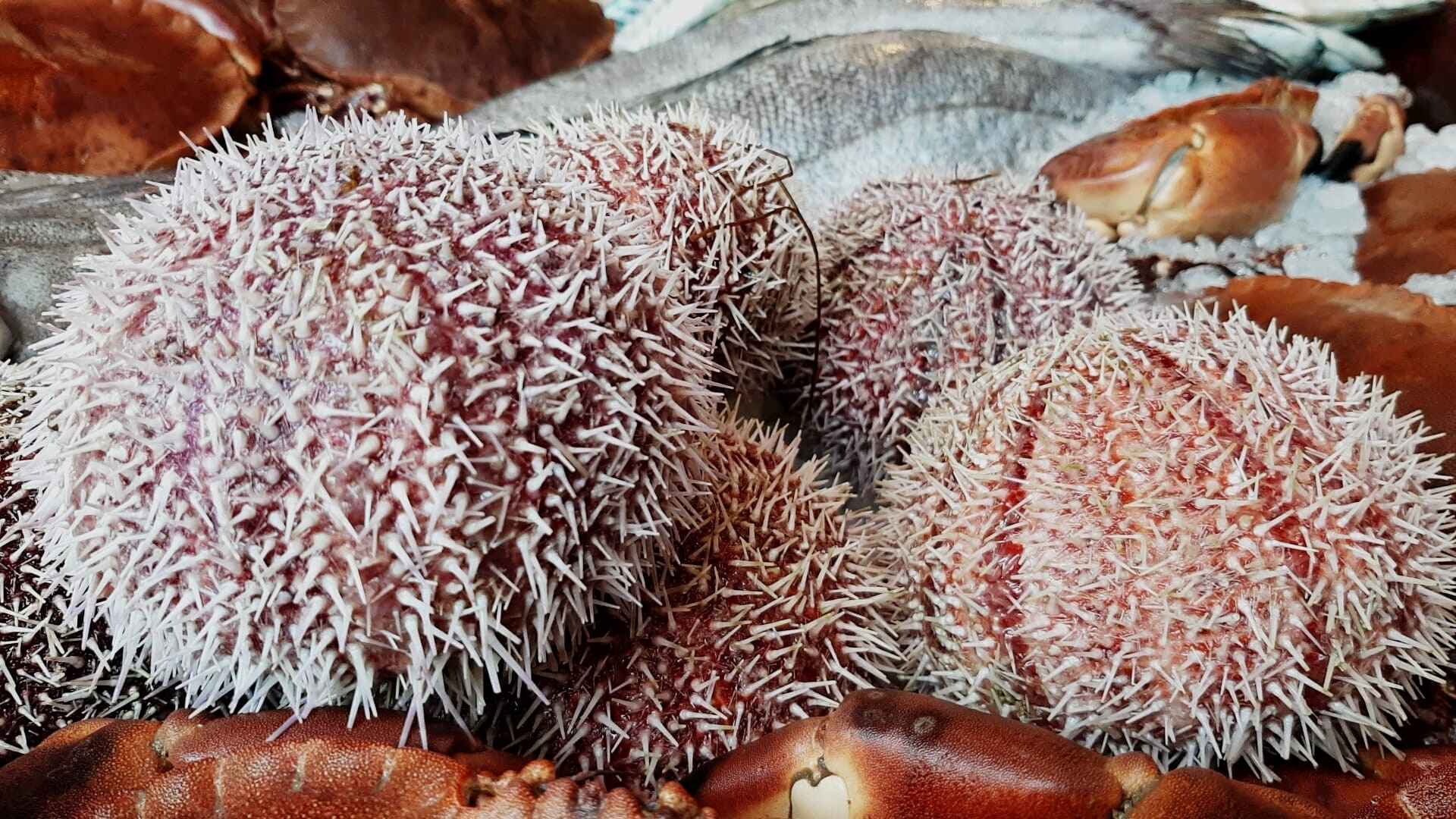Large Sea Urchin