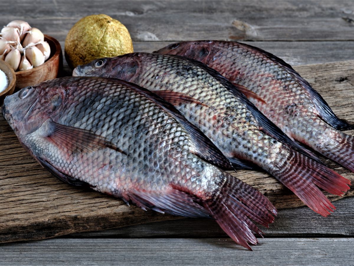 why you should try tilapia 2