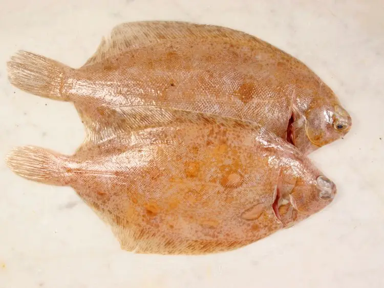 why you should try lemon sole 2
